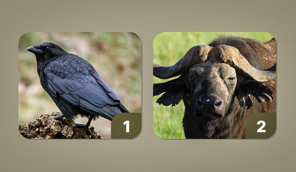 ��� ������� ��������, ����� ������ ���� �������������