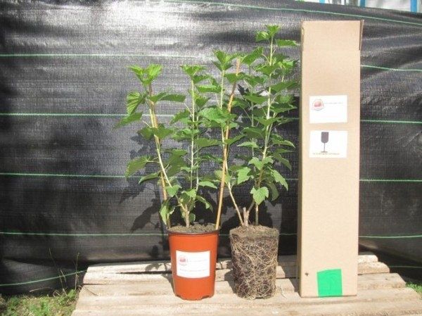 ����� ����� ������ ���������: ����� ��� �����?