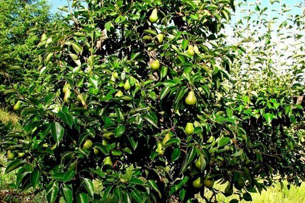 ����� �����������: ��������� ����� ��� �������������� ����