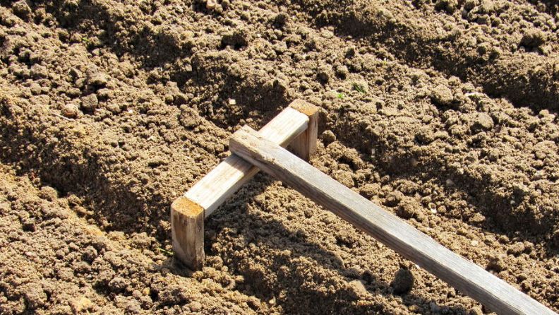 Секреты успешной посадки озимого чеснока: подготовка и уход