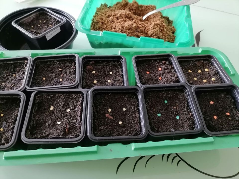 ����� ������ ����� �� �������: ������ � ������������