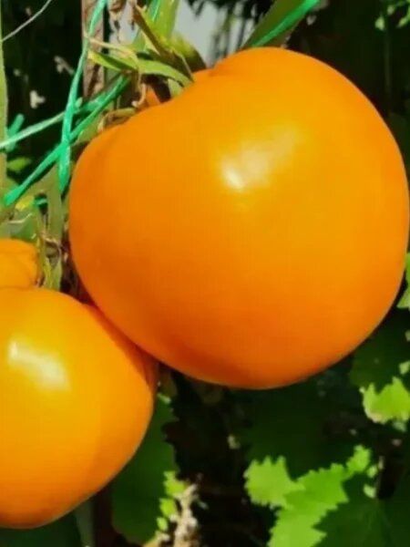 Амброзия оранж: спокойное объяснение особенностей мелкоплодного черри-томата для тёплого сезона