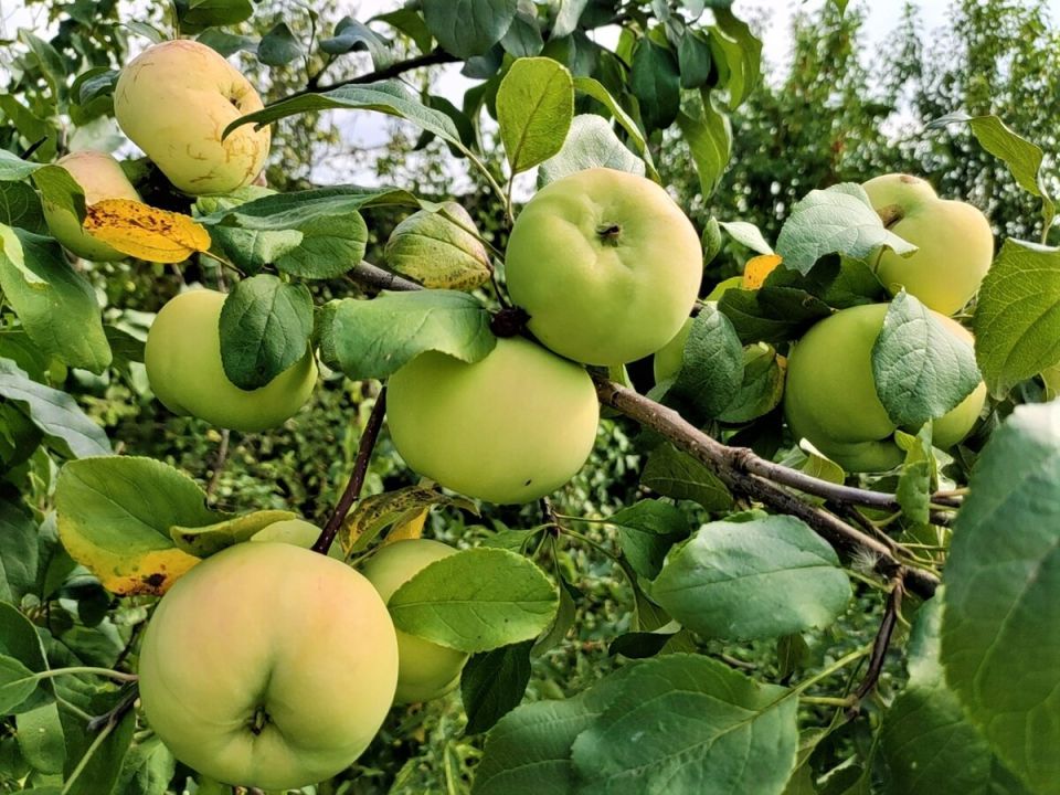 ������ ������� ������� ������� ���� ��������? ������ ������� ��� ���������