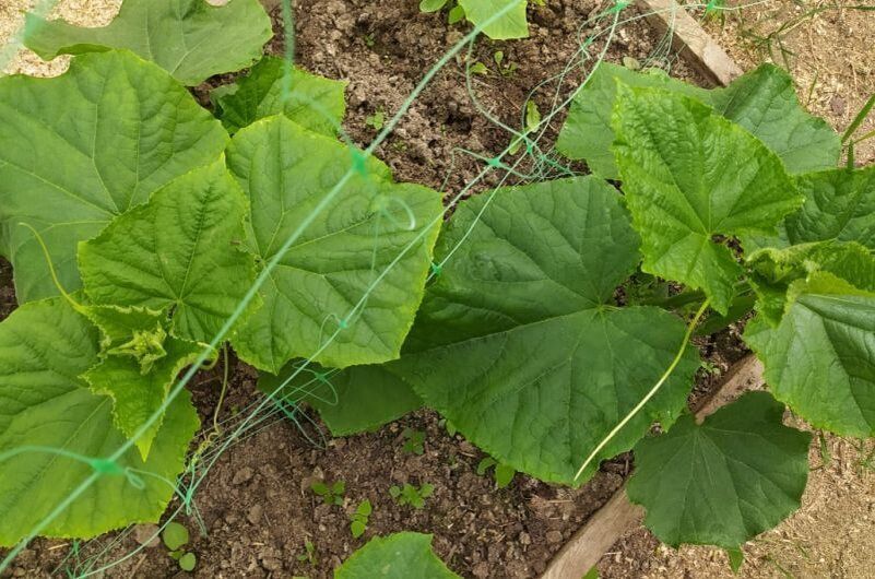 ������� �������� ���������� ������� � �������: ��� �������� ������������ ������