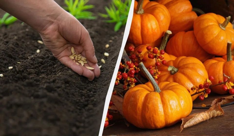 ����� ����� ������ �����: ������� ��������� ������