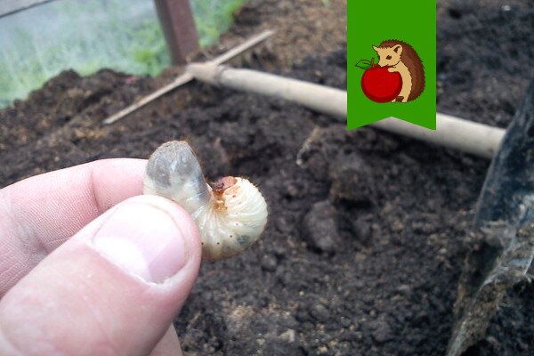 Эффективные методы борьбы с личинками майского жука в вашем огороде