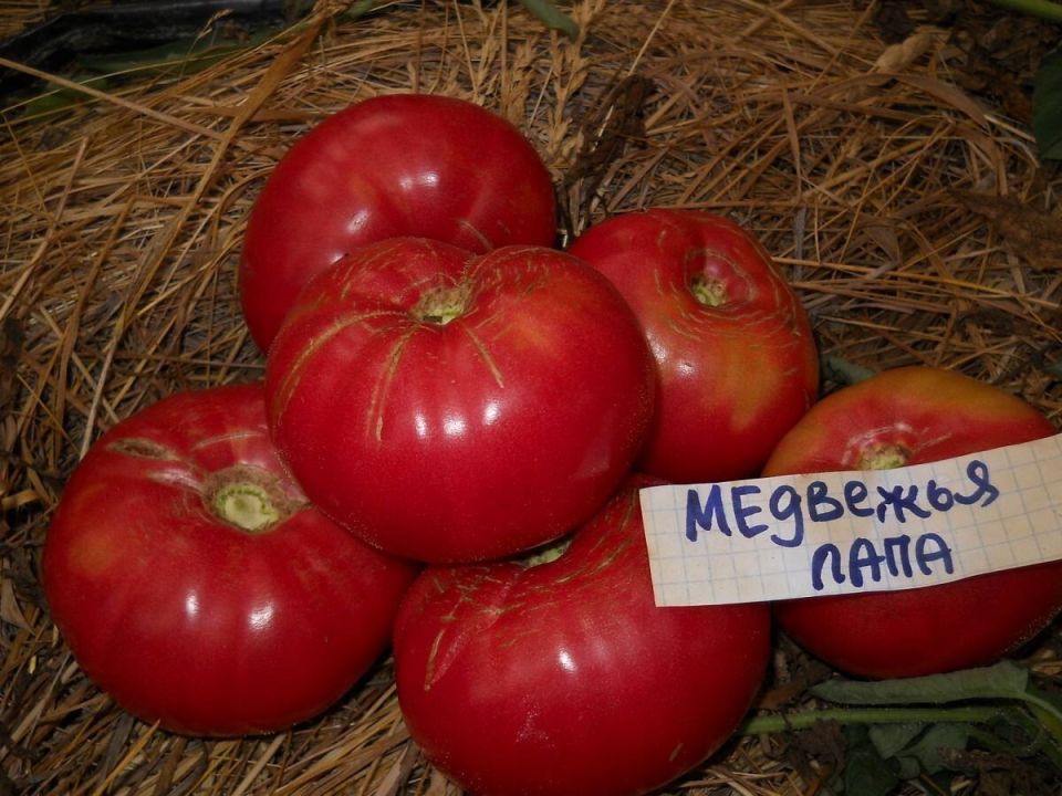 5 неожиданных сортов мясистых томатов, которые удивят вас этим летом