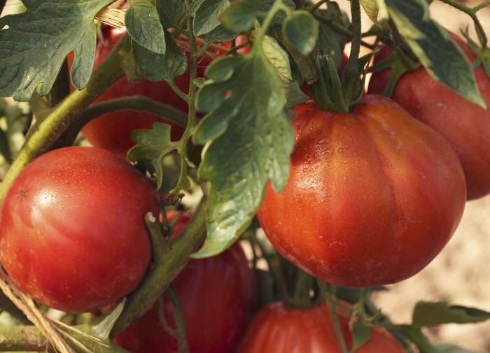 ��� ��������� �������� ������ ��� ��������� ������