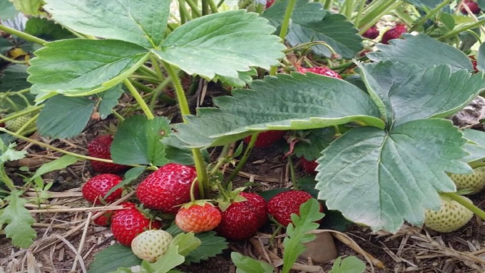 ���� �� ���������: ��� ��������� ���������� �������� ����� ����� ������