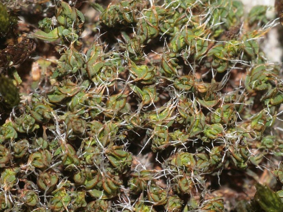 ��� ������ �������� ������� �� ��� � ����������