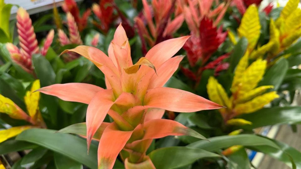 Почему стоит держаться подальше от популярных растений в магазинах