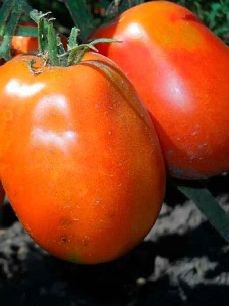 ����� ��������� �����: ��������� ����� ��� �������� � ��������� ������ �������