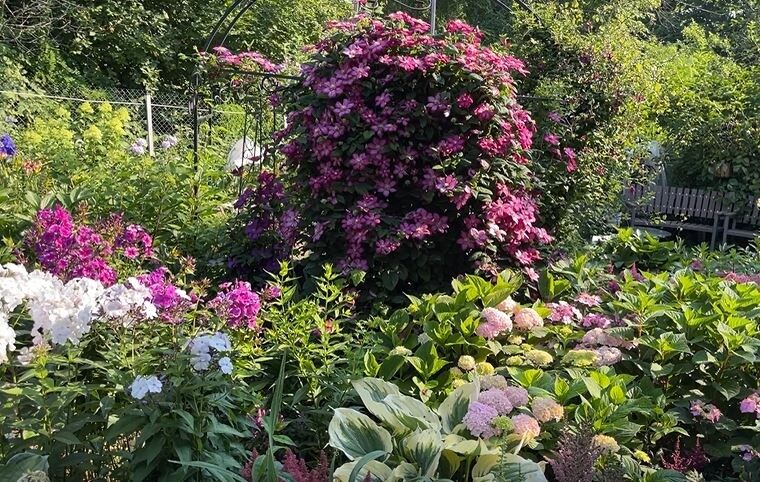 Волшебство лиан: создаем объем и красоту в саду