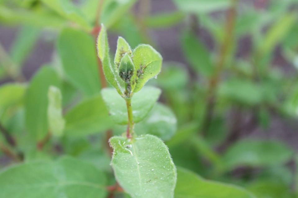 Как бороться с тлей на жимолости и сохранить урожай