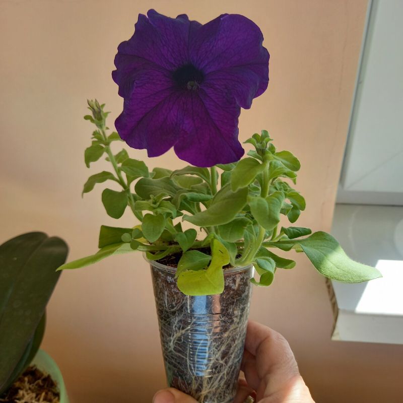 ��� ��������� ����������� �������������� ������� � ������� � ���