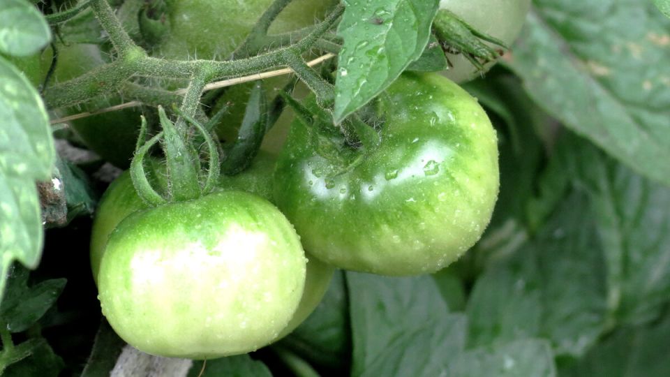 ������� �����������: 7 ����������� ������ �������, �� �������� �����������