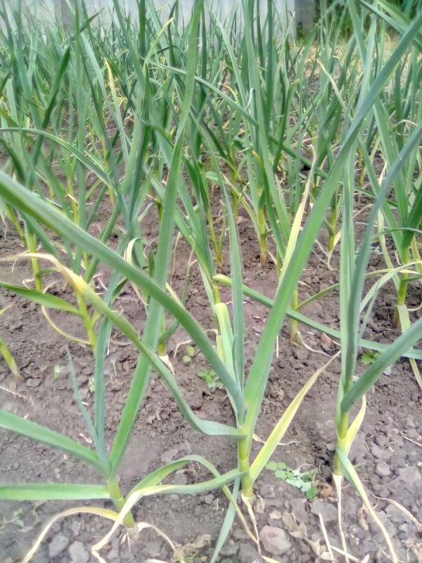 ������ ������� ������: ��� �������, ����� �� �����������