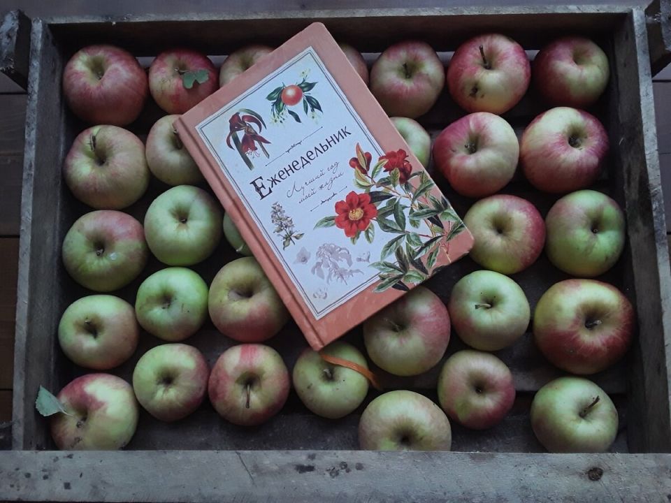 Красота на страницах: поиски идеального садового дневника