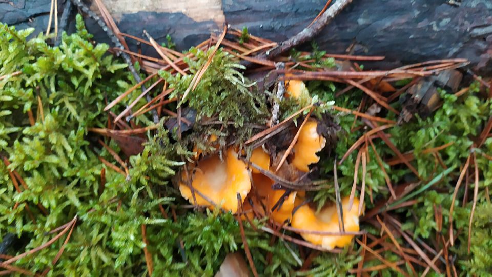 Грибной сезон в Ленобласти: что искать в ноябре